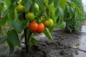 Gartenexperte warnt: Diesen Fehler sollten Sie nach mehreren Regentagen bei Tomaten vermeiden